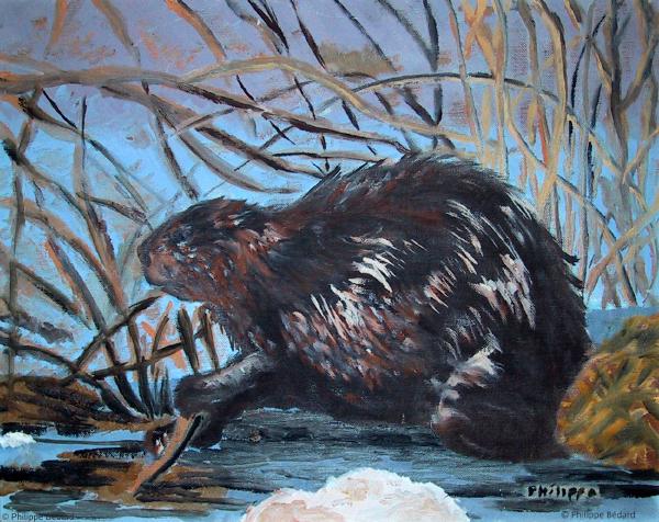 Beaver (Oil on canvas board)  © Philippe Bédard 
